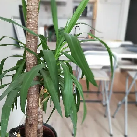 Appartement Vlak Bij Zee